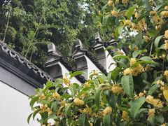 -上海醉白池公园