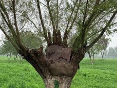 -汉长安城未央宫国家考古遗址公园