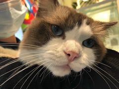 -喵喵咪呀布偶猫咖(春熙路店)