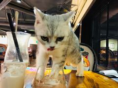 -more than meow吴止猫主题餐厅(承德 中船汇店)