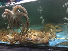 -渔傅·蓝海岸霞浦海鲜(正祥店)