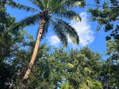 -西双版纳原始森林公园