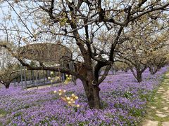 -江苏三台山国家森林公园