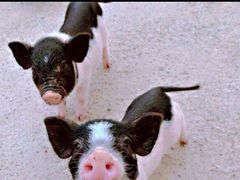 -前小桔亲子创意农场·草莓采摘·露营烧烤