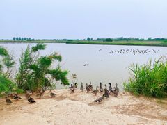 -盐城丹顶鹤湿地生态旅游区