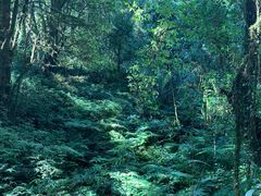 -新加坡Zam Zam餐馆