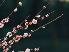 -杭州植物园