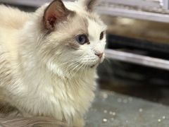 -楼上猫咖(罗湖店)