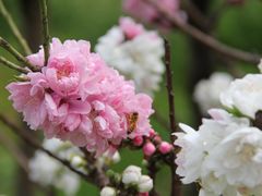 IMG_1830-南汇桃花村