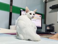 -半岛宠物医院24小时(科华中路店)
