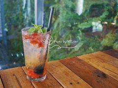 Tuesday soda-Rainforest