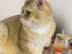 -蓝鲸·缅因猫舍