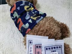 -暖阳宠物医院·犬猫康复中心·骨科