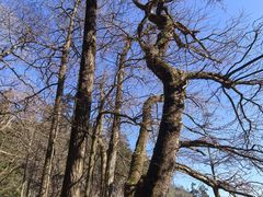-天目山大树王景区