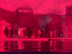 -海合安成都极地海洋公园