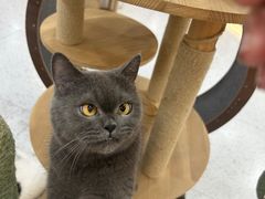 -喵园·猫主题咖啡厅·撸猫·猫咖(国贸店)