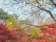 -秋霞圃