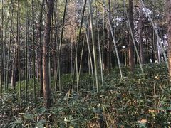 -镇江市南山风景名胜区竹林景区