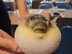 -肆月河豚·新淮扬(金融街店)
