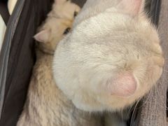 -全心全意动物诊疗中心医院(北苑店)