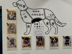 -有喵·猫咖·狗咖·30几只猫10只小狗(岗厦店)