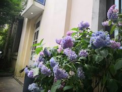 -也枫·小黄楼(南山路旗舰店)