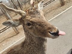 -秦皇岛野生动物园