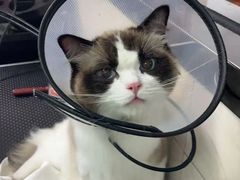 -乐琪宠物医院·犬猫专科·骨外科·急重症