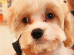 -翊宠yipet猫狗购宠庄园犬舍•猫舍