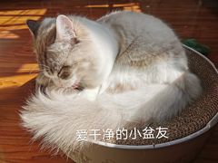 -四月宠物医院·猫专科·心脏专科·内科(转塘店)