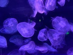 -欢乐海岸海洋奇梦馆