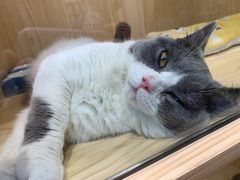 -屋虎猫馆(宝安大仟里店)