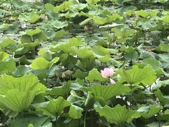 -艾溪湖湿地公园