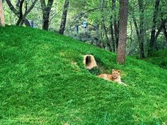 -北京野生动物园