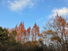 -上海海湾国家森林公园