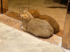 -Catmate·猫肥家润(金润铂宫店)