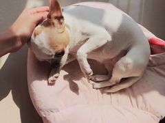 -犀牛家猪排