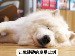 -Double Rui宠物酒店