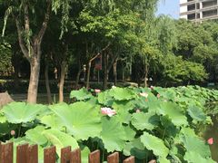 -陈家山荷花公园