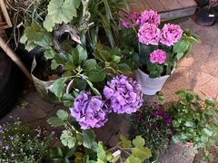 -老陈婆手工面庄