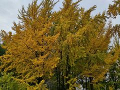 -延安杨家岭革命旧址