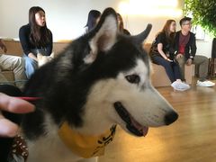 -Husky Go! 哈士奇体验馆·宠物咖啡厅狗咖