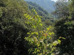 -花岩国家森林公园