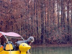 -上海海湾国家森林公园