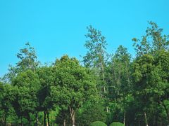 -合肥滨湖国家森林公园