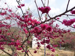 -天适樱花悠乐园