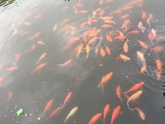 -西湖外事游船(花港观鱼码头)