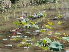-九华山聚龙大酒店