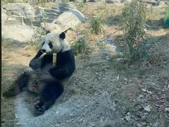 -武汉动物园