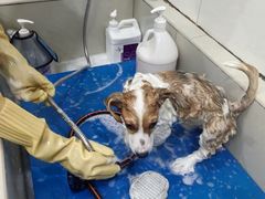 -艾贝尔宠物医院 ·内科全科(梁溪路店)